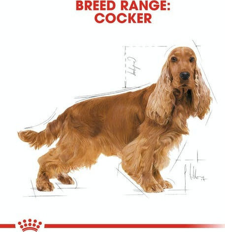 Royal Canin Adult Cocker 3kg Dry Food for Adult Medium Breed Dogs with Brown rice and Chicken
