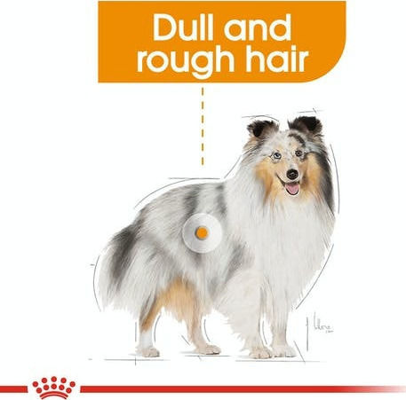 Royal Canin Coat Care Mini 3кг Суха Храна за Възрастни Кучета от Малки Породи с Птици, Ориз и Риба тон