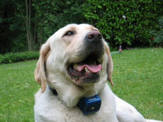 Num'axes Canicalm Dog Training Shock Collar Anti Barking