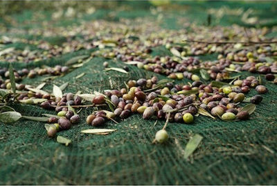 Olive Harvesting Net 100gr/m² 8x12m