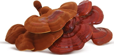 Vio Agros Organic Product Ganoderma Reishi Powder 100gr