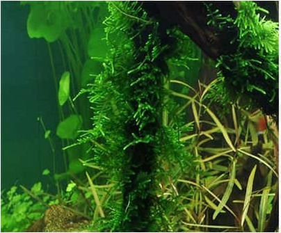 Tropica Taxiphyllum Spiky Portion Live Aquarium Plant Taxiphyllum