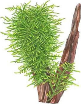 Tropica Taxiphyllum Spiky Portion Live Aquarium Plant Taxiphyllum