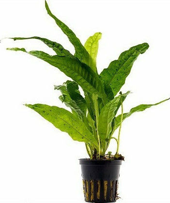 SonGrow Microsorum Pteropus Pot Живо Аквариумно Растение Microsorum