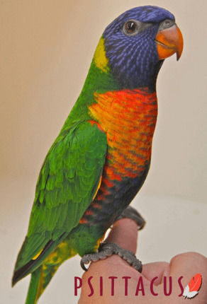 Psittacus Special Nectar Loris Τροφή για Μεγάλους Παπαγάλους 1kg