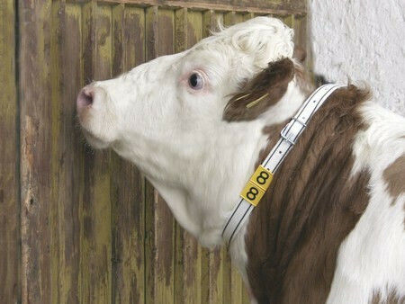Kerbl Περιλαίμιο