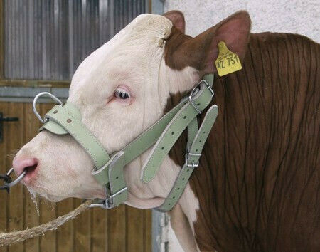 Kerbl Bull Halter Καπίστρι Κασπίστρι Βοοειδών