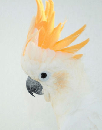 Psittacus High Protein Maintenance Extruded Food Pellet for Big Parrots 800gr