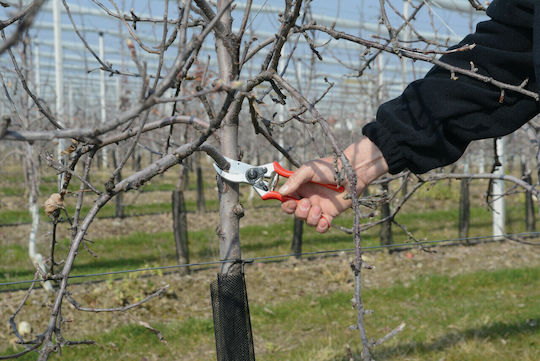 Felco 2 Pruning Shears with Maximum Cutting Diameter 25mm