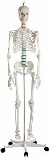 3b Scientific Schelet uman Manechin de antrenament medical pentru schelet uman