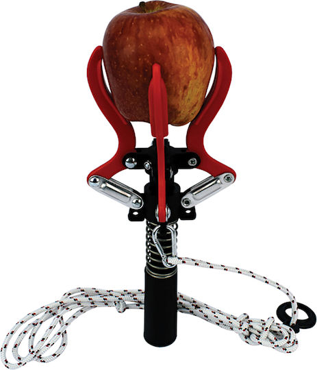 Cima Fruit Collector Constancy