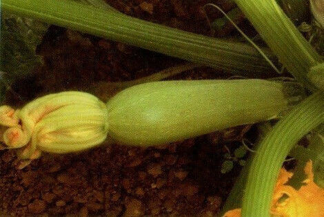 Syngenta Samen Kürbisς Zucchini 1000Stück