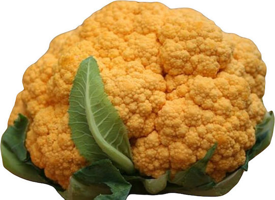 Syngenta Σπόροι Κουνουπιδιού Flame Star 2500τμχ
