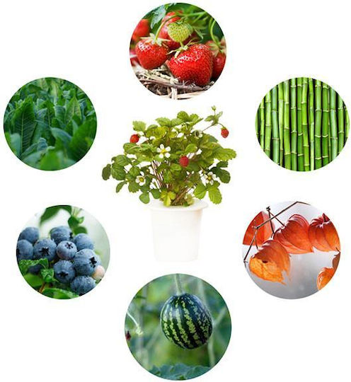 Click and Grow Σπόροι 3τμχ