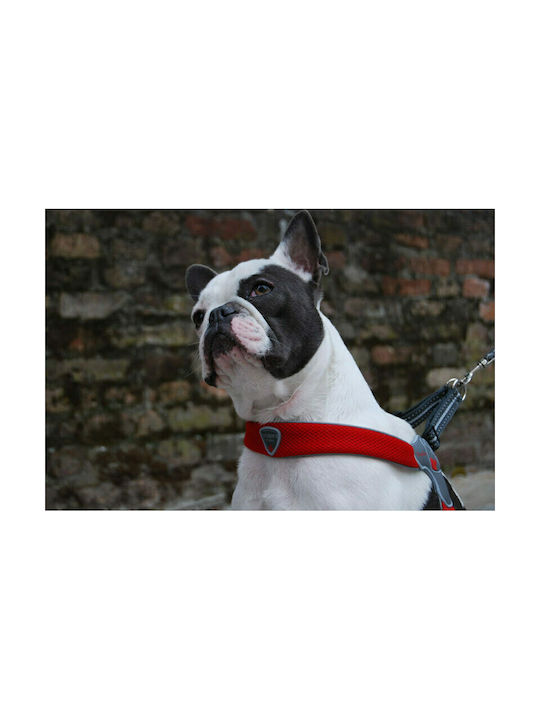 Pet Camelot Dog Harness Cinquetorri Electric 6 Blue 45-55cm C100BE060
