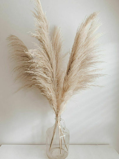 Διακοσμητικό Φτερό Pampas grass Μπεζ Diosera Διακοσμητικό Φτερό Pampas grass Μπεζ Diosera