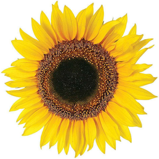 Декоративно Стикер Стена Sunflower 1бр Ango