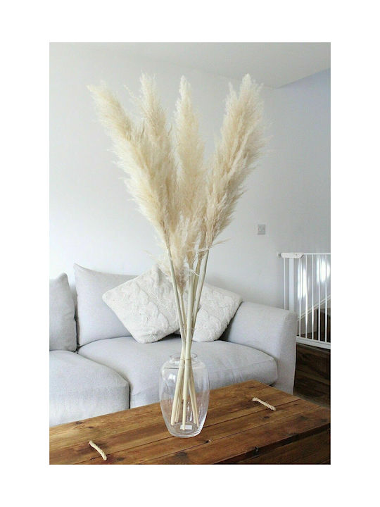 Flauschiges Pampasgras Natur M160cm | Dichter Quast 65cm XL