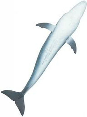 Safari Ltd Miniature Toy Blue Whale (Various Designs/Assortments of Designs) 1pc