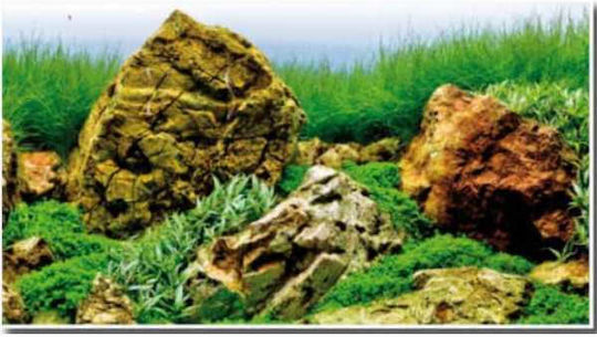 Amtra Wave Double Vision Aquarium Decoration Poster