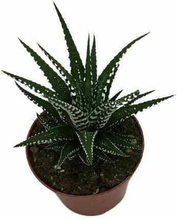 Haworthia 'alba' 8cm Haworthia 'alba' 8cm