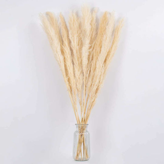 Plantă Uscată Pampas Grass Bej / Ecru GloboStar Plantă Uscată Pampas Grass Bej / Ecru GloboStar
