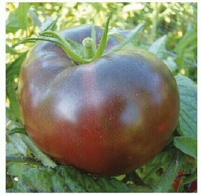 Seed Black Tomato Noire de Crimee | 1 Temp