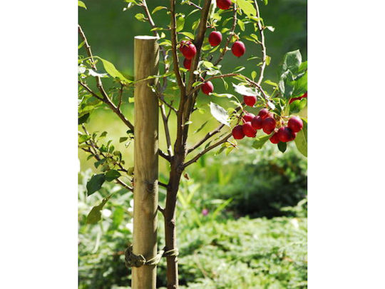 Showood Garden Fencing Material with Nose 1pcs