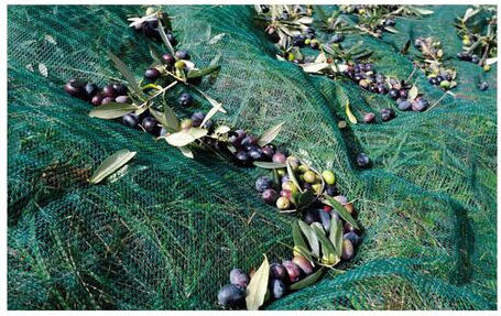 Olive Net 6x12m Density 85gr/m²