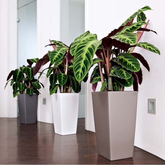 Lechuza Cubico Self-watering Pot Plastic 22x22x41cm.