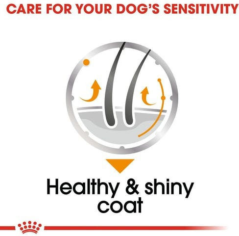 Royal Canin Coat Care Wet Food Dogs in Pouches with Meat 12x85gr 1736010