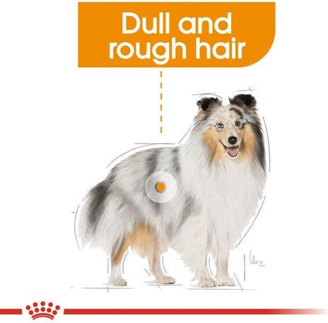 Royal Canin Coat Care Wet Food Dogs in Pouches with Meat 12x85gr 1736010
