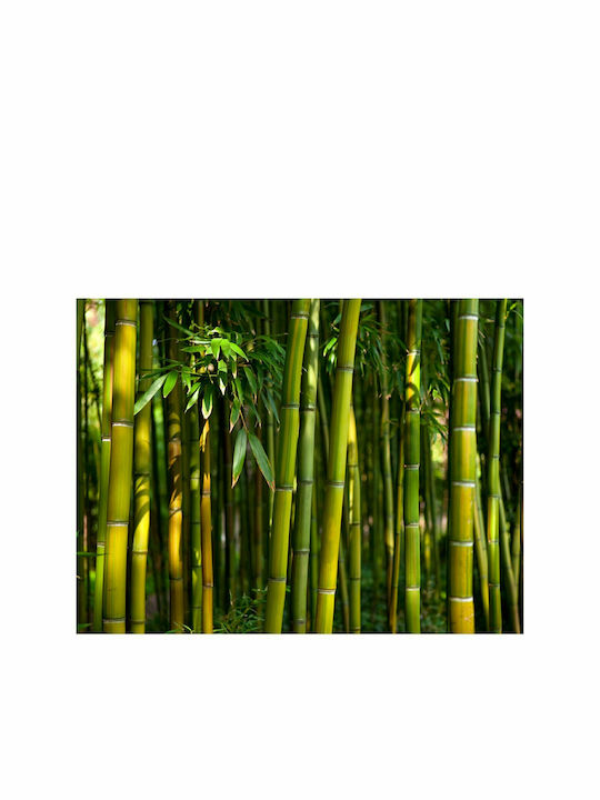 Fototapet de Perete 350x270cm Asian Bamboo Forest Tesatura