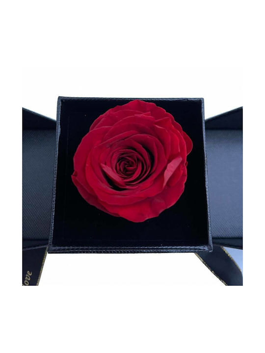 Eternal Rose Red 11cm in Box Trampolino
