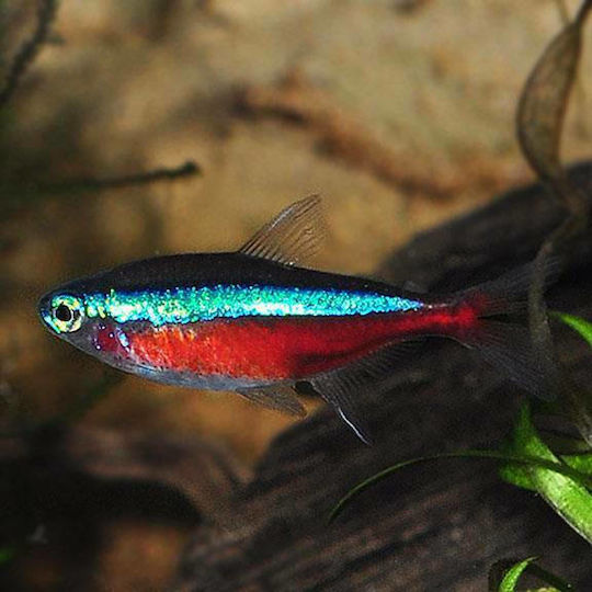 Ζωντανα Kaρδιναλιοι Τετρα Amazon Mini 2.5 - 3.0 cm