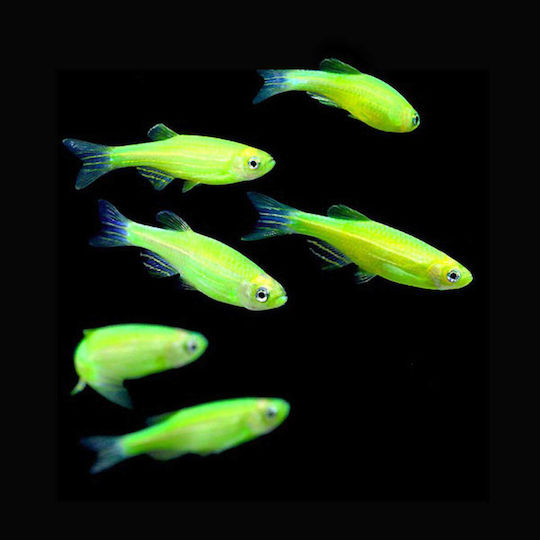 Zebra Danio Luminous Green 3,4cm