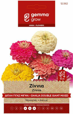 Gemma Seeds Zinnia 9gr/135pcs Polychrome