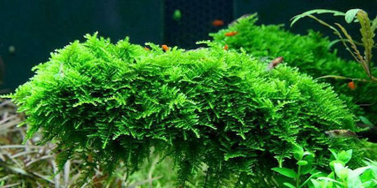 Vesicularia Dubyana Christmass Moss Vitro Lebende Aquarium Pflanzen