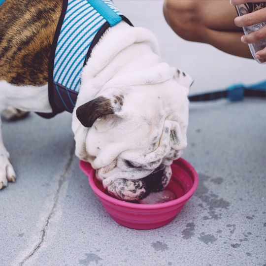 Zee-Dog Bowl Silicone Food & Water for Dog & Cat 500ml 17.5cm in Pink Color