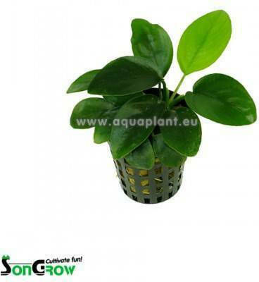 SonGrow Anubias Nana