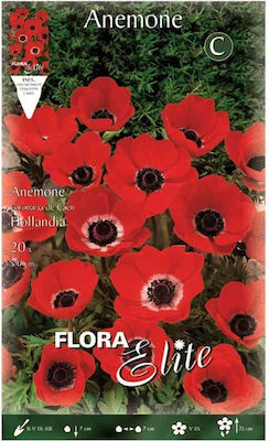 Gemma De Caen Hollandia Anemone Bulbs 20pcs