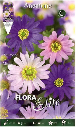 Gemma Bulbs Anemone Multicolour