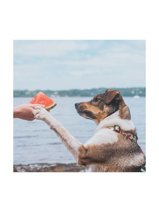 Max & Molly Нагръдник за куче Watermelon Small 15мм x 41-52см