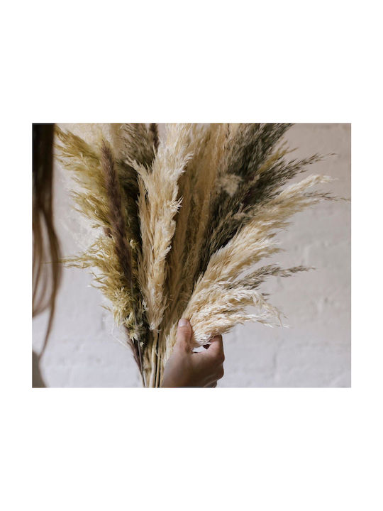 Andrea House Μπουκέτο από Τεχνητά Φυτά Pampas grass 95cm 3τμχ