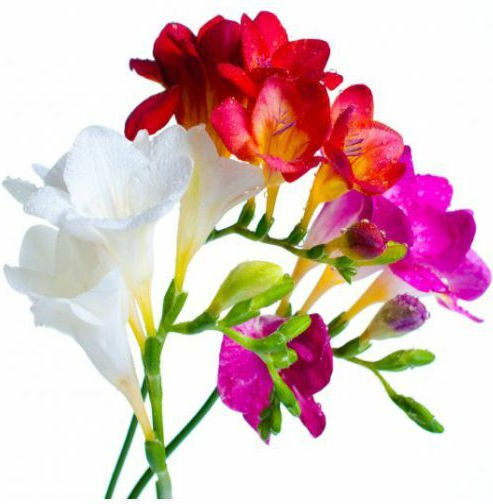 Primasem Bulb Freesia Double White