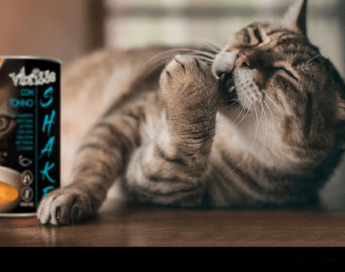Croci Vibrisse Shake Nassfutter für Erwachsene Katzen in Dose mit Thunfisch ohne Getreide 135gr