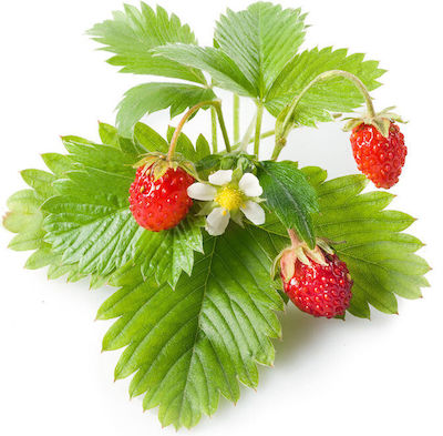 Click and Grow Emsa Wild Seeds Strawberryς 3pcs