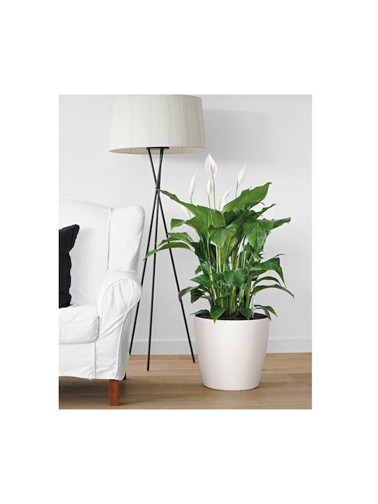 Lechuza Classico Self-watering Pot Plastic White 34.5x34.5x32.5cm.