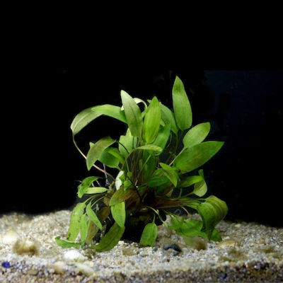 Hygrophila Siamensis