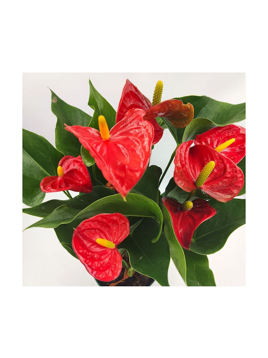 Anthurium - 1 plantă 40cm